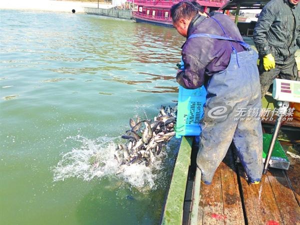 太湖放流魚苗，治理藍藻